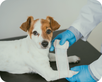 ASIS WEB SERVICIOS (2)