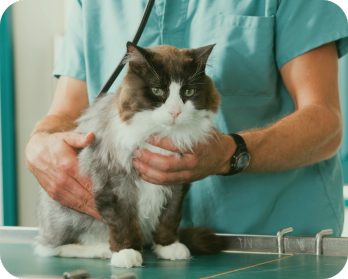 ASIS WEB SERVICIOS (3)