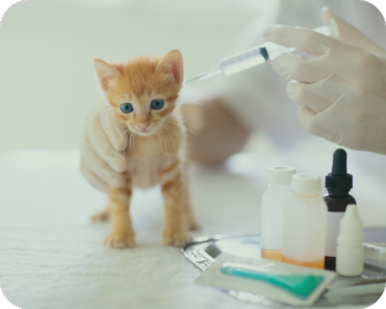 servicios veterinarios Asis medicina preventiva servicios veterinarios Asis medicina preventiva